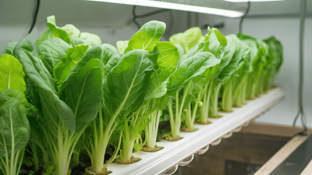 Growing Leafy Greens Hydroponically