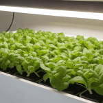 Building a Hybrid Hydroponic System