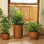 Choosing Containers for Indoor Plants