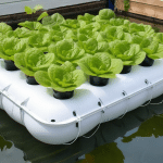 DIY Floating Raft Hydroponics System