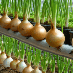 Growing Onions in Hydroponics