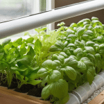 How to Create a Hydroponic Herb Garden