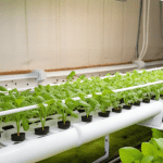 How to Keep Hydroponic Systems Pest-Free