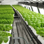 Maximizing Growth in Small Hydroponic Systems