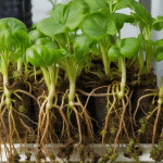 Preventing Root Rot in Hydroponics