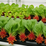 Seasonal Tips for Hydroponic Gardening