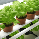 Top Accessories for Hydroponic Gardens