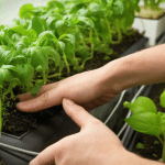 Cleaning and Maintaining Hydroponic Systems