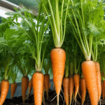 Growing Carrots in Hydroponic Systems