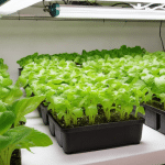 How to Expand Your Hydroponic Setup