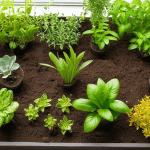 How to Start an Indoor Garden from Scratch