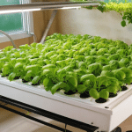 Designing Efficient Hydroponic Systems